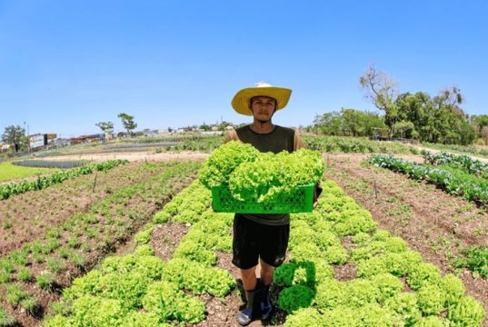 Brasil atinge menor taxa de desemprego da história e renda do trabalhador do campo aumenta