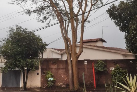 Com abaixo-assinado moradores pedem retirada de árvore de grande porte em calçada no Morumbi