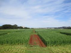 Brasil sai na frente na proposição de medidas para gestão da sustentabilidade dos biocombustíveis