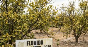 Praga destruiu 90% da safra de laranjas na Flórida e leva indústria bilionária ao menor nível de produção