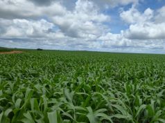 Tudo pronto para a grande imersão no BioMilho Brasil 2026 em Ribeirão Preto nesta quinta