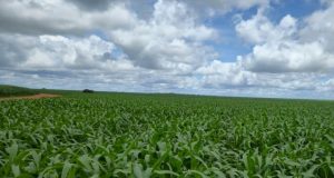 Tudo pronto para a grande imersão no BioMilho Brasil 2026 em Ribeirão Preto nesta quinta