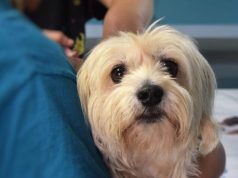 Sem imunizante, Vigilância Epidemiológica suspende vacinação para cães e gatos em Araraquara