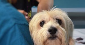 Sem imunizante, Vigilância Epidemiológica suspende vacinação para cães e gatos em Araraquara