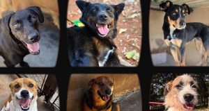 Adotar muda duas vidas: a do animal e a sua.