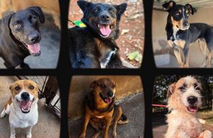 Adotar muda duas vidas: a do animal e a sua.