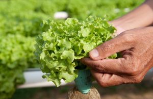 Mapa institui Sistema Nacional de Certificação Fitossanitária de Origem