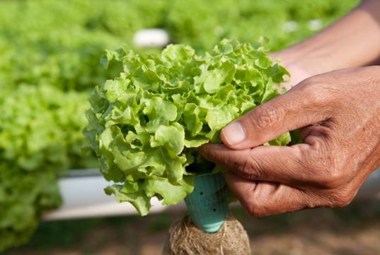 Mapa institui Sistema Nacional de Certificação Fitossanitária de Origem