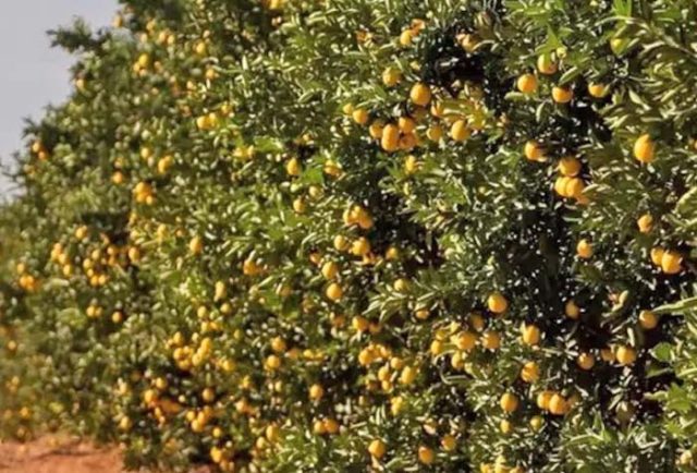 Laranja