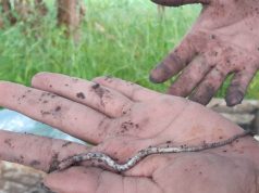 Duas novas espécies de minhocas são encontradas em sistemas integrados de produção em São Carlos