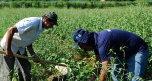 Desenvolve SP traz Jornada de Crédito para empreendedores e produtores rurais de Araraquara