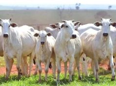 Boi gordo: mercado segue travado e virada do semestre deve definir rumo dos preços