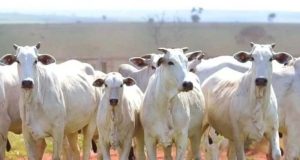 Boi gordo: mercado segue travado e virada do semestre deve definir rumo dos preços