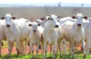 Boi gordo: mercado segue travado e virada do semestre deve definir rumo dos preços