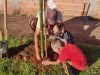 Projeto de Educação Ambiental incentiva alunos da rede municipal a plantar árvores em Araraquara