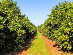 Portaria classifica municípios paulistas de acordo com incidência de Greening, doença que ameaça a citricultura