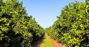 Portaria classifica municípios paulistas de acordo com incidência de Greening, doença que ameaça a citricultura