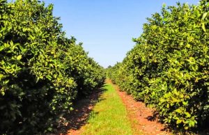 Portaria classifica municípios paulistas de acordo com incidência de Greening, doença que ameaça a citricultura