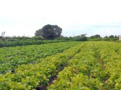 PIB do agronegócio é estimado em R$ 3,13 trilhões para 2026, anuncia Faesp