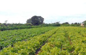 PIB do agronegócio é estimado em R$ 3,13 trilhões para 2026, anuncia Faesp