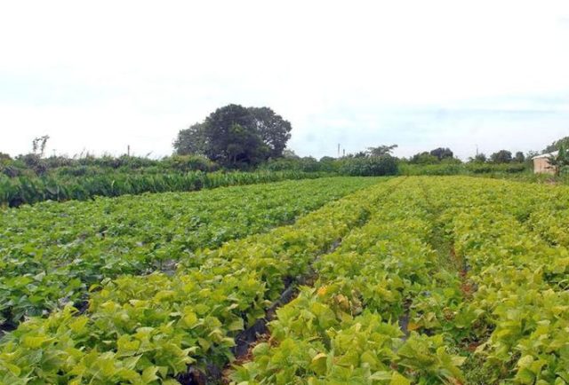 Agricultura