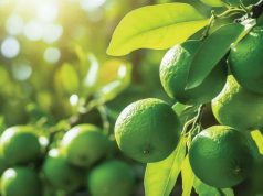 Clima, oferta e demanda influenciam preços dos principais produtos agropecuários paulistas em julho