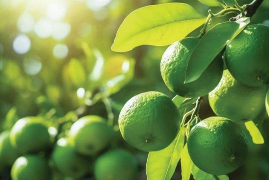 Clima, oferta e demanda influenciam preços dos principais produtos agropecuários paulistas em julho