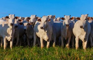 Valor Bruto da Produção Agropecuária é estimado em R$ 1,39 trilhão em julho