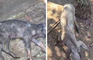Polícia Ambiental encontra 142 suínos abandonados em chiqueiros e multa ao proprietário chega a R$ 500 mil