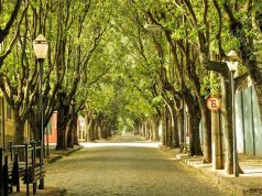 Canasol comemora o Dia da Árvore e o início da Primavera, a mais bela das estações
