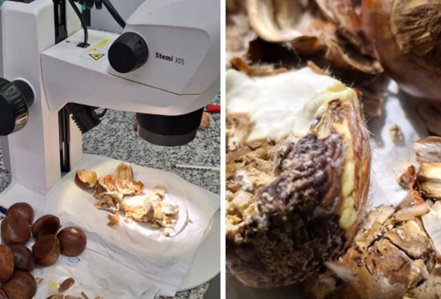 Castanha