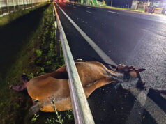 Cavalo morre ao ser atropelado por carreta na Rodovia Washington Luís