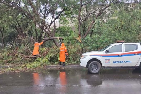 Sob alerta amarelo de perigo, chuvas neste domingo derrubaram árvores em vários pontos em Araraquara