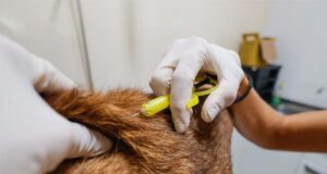 Prefeitura promove semana de microchipagem gratuita de cães e gatos em Araraquara