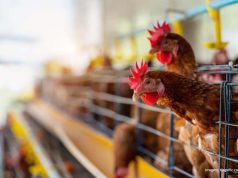 PAT Araraquara oferece 24 oportunidades de emprego nesta quinta-feira